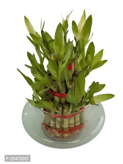 FLORA SOLUTIONS 3 Layer Lucky Bamboo Plant with Round Glass Pot