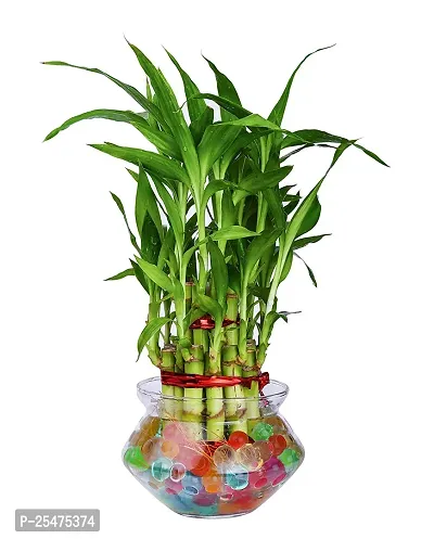 FLORA SOLUTIONS 2  Layer Lucky Bamboo Plant with Glass Pot