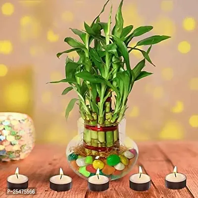 FLORA SOLUTIONS 2  Layer Lucky Bamboo Plant with Glass Pot  colourful Stones