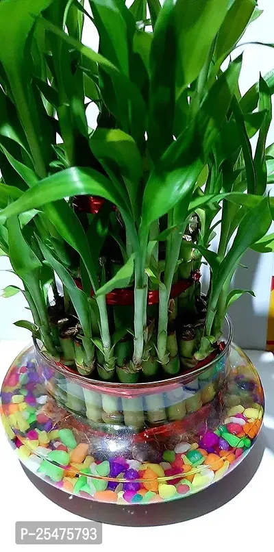 FLORA SOLUTIONS 3 Layer Lucky Bamboo Plant with Glass Pot  Colorful Stones