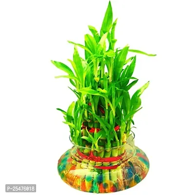 FLORA SOLUTIONS 3 Layer Lucky Bamboo Plant with Glass Pot  Colorful Stones