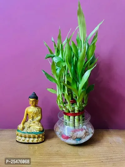 FLORA SOLUTIONS  Layer Lucky Bamboo Plant with Glass Pot