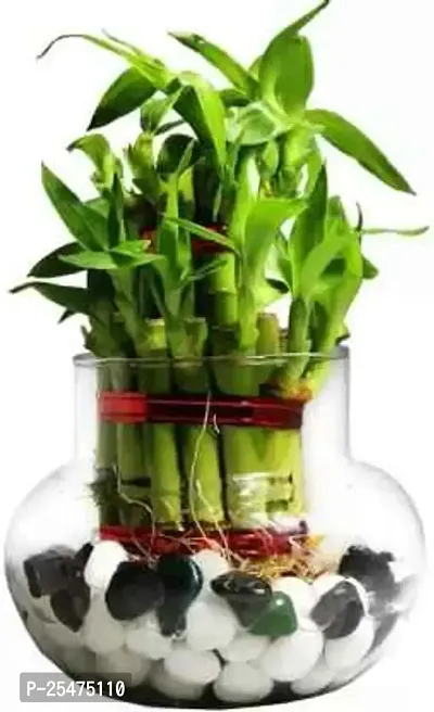 FLORA SOLUTIONS 3 Layer Lucky Bamboo Plant with Round Glass Pot-thumb0