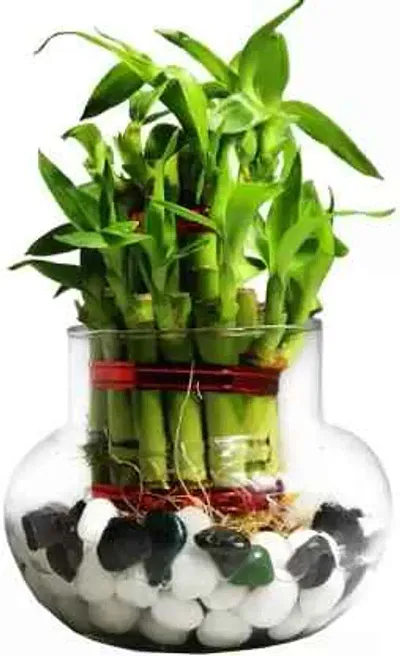 3 Layer Lucky Bamboo Plants with Pot Set of 2 PCS