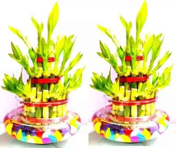 3 Layer Lucky Bamboo Plants with Pot Set of 2 PCS
