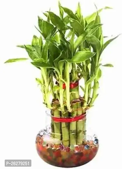 FLORA SOLUTIONS 2  Layer Lucky Bamboo Plant with Glass Pot-thumb0