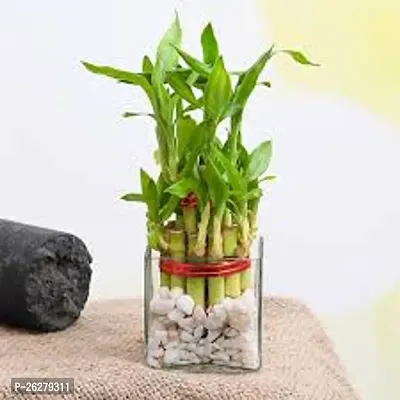 FLORA SOLUTIONS 2  Layer Lucky Bamboo Plant with Glass Pot