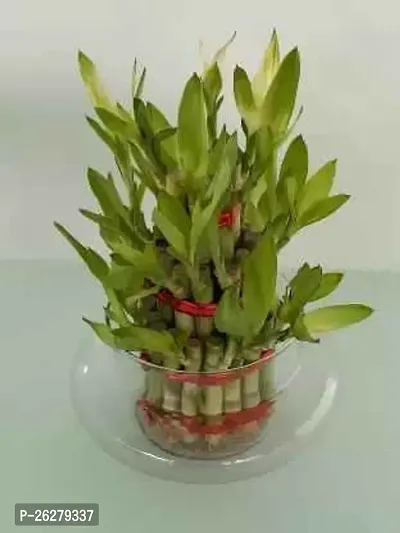 FLORA SOLUTIONS 2  Layer Lucky Bamboo Plant with Glass Pot  white  Stones
