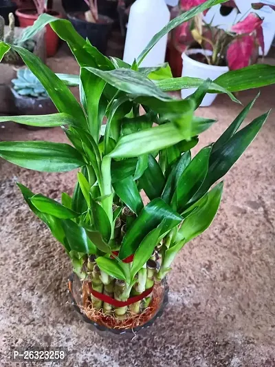 FLORA SOLUTIONS 2  Layer Lucky Bamboo Plant with Glass Pot-thumb0