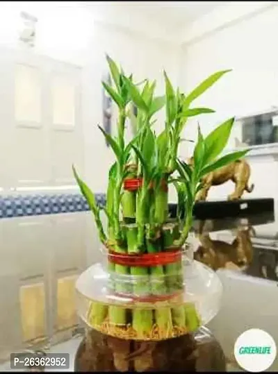 FLORA SOLUTIONS 2  Layer Lucky Bamboo Plant with Glass Pot