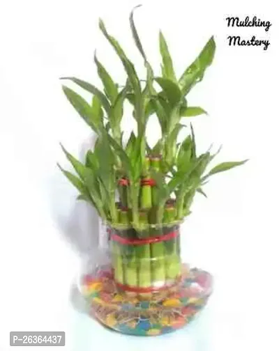 FLORA SOLUTIONS 2  Layer Lucky Bamboo Plant with Glass Pot