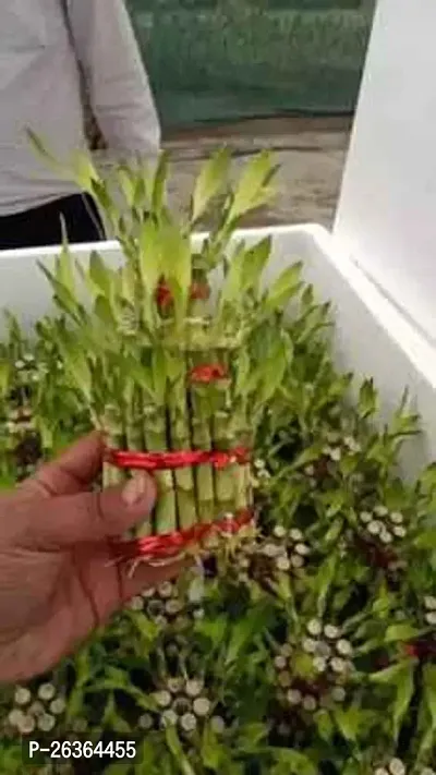 FLORA SOLUTIONS 2  Layer Lucky Bamboo Plant with out pot-thumb0