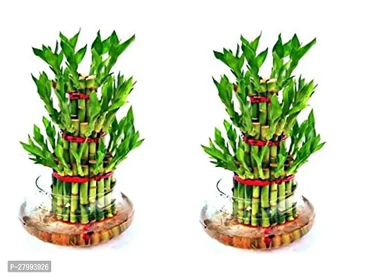 3 Layer Lucky Bamboo Plant with Glass Pot pack of two-thumb0