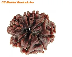 08 Mukhi Rudraksha - Lab Certified For Men Or Women-thumb1