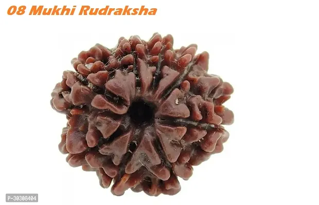 08 Mukhi Rudraksha - Lab Certified For Men Or Women-thumb0