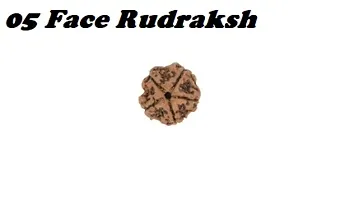 05 Mukhi Rudraksha For Men and Women-thumb1