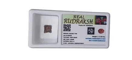 08 Mukhi Rudraksha For Men and Women-thumb2