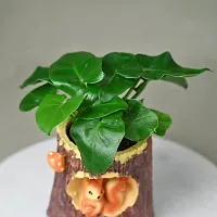 Peperomia Live Indoor plant In Squirrel Resin Potted plant For Living Room Decorative Showpiece-thumb1