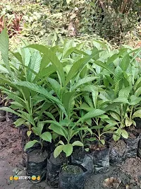 Chalta plant pack of 1-thumb3