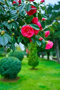 Camelia flower plant pack of 1-thumb1