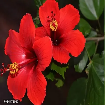 Red hibiscus plant pack of 1-thumb0