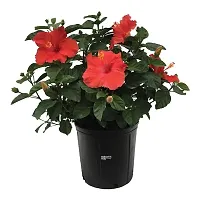 Red hibiscus plant pack of 1-thumb1