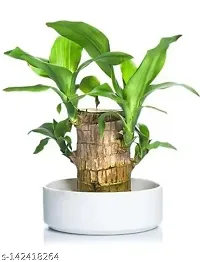 Brazilian Wood, Magical Sprouting Brazilian Lucky Wood Plant, Mini Brazilian Wood Hydroponic Plant Decor with Groot, Home Decor Purify Indoor Air WOODEN PLANT-thumb1