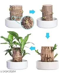 Brazilian Wood, Magical Sprouting Brazilian Lucky Wood Plant, Mini Brazilian Wood Hydroponic Plant Decor with Groot, Home Decor Purify Indoor Air WOODEN PLANT-thumb1