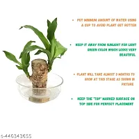 Brazilian Wood, Magical Sprouting Brazilian Lucky Wood Plant, Mini Brazilian Wood Hydroponic Plant Decor with Groot, Home Decor Purify Indoor Air WOODEN PLANT-thumb2