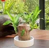 Brazilian Wood, Magical Sprouting Brazilian Lucky Wood Plant, Mini Brazilian Wood Hydroponic Plant Decor with Groot, Home Decor Purify Indoor Air WOODEN PLANT-thumb1