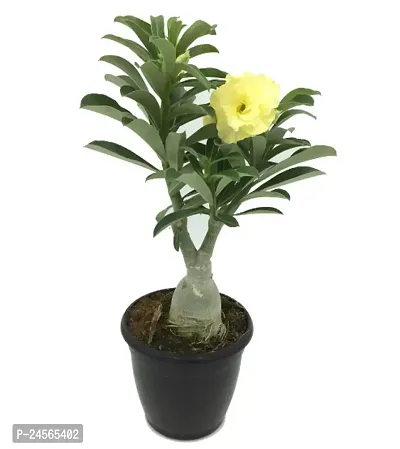 Adenium Desert Rose Garden Ornamental (Desert Rose) Exotic (1 Live Bonsai Plant)-thumb0