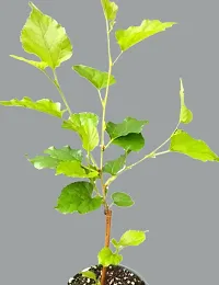 Mulberry/Morus Alba Live Fruit Plan-thumb2