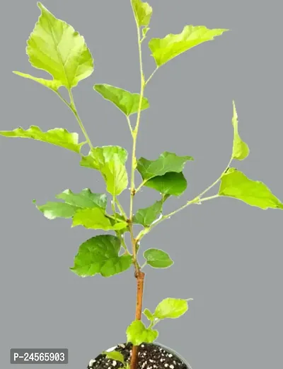 Mulberry/Morus Alba Live Fruit Plan-thumb3