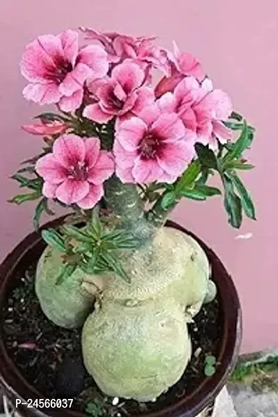 Adenium/Desert Roses Live Flower Plant CF_1507