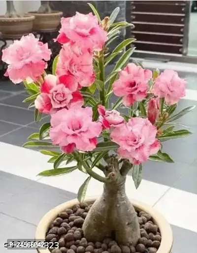 Adenium/Desert Roses Live Flower Plant CF_1507