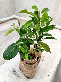 Bakul Flower Plant Mimusops Maulsari Elanji Spanish Cherry Live Plant (1 Piece 1 Year Old) from greeen Earth-thumb2