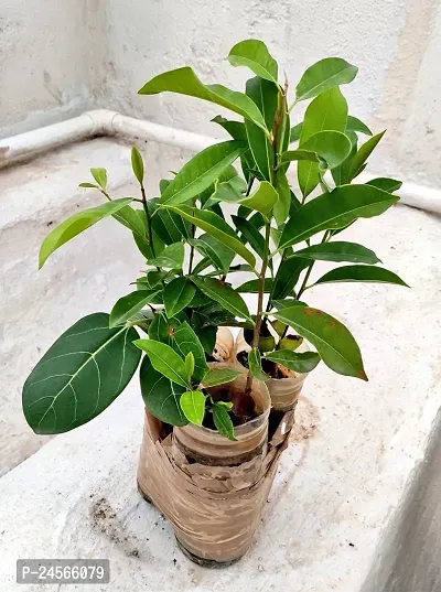 Bakul Flower Plant Mimusops Maulsari Elanji Spanish Cherry Live Plant (1 Piece 1 Year Old) from greeen Earth-thumb3