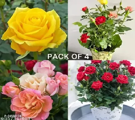 Rose Plant Pack (Pack of 4 Colors)