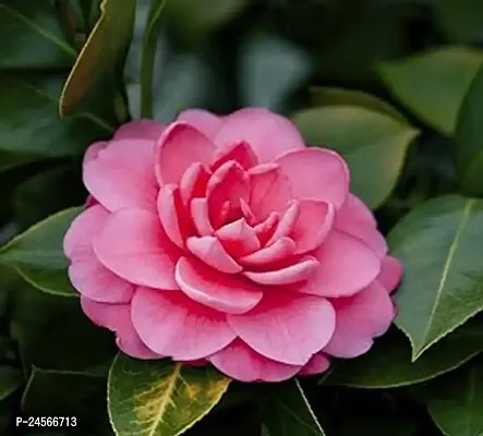 Camellia Flower |12 Inches Height | Outdoor (Balcony/Terrace/Lawn)-thumb0