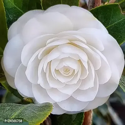 Camellia Flower Live Plant in Pot Healthy  Fresh