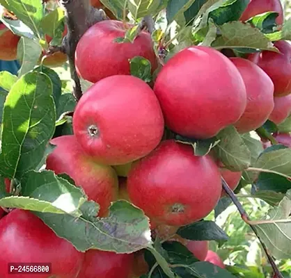 Apple Plant (Anna) Grafted Live Plant Original Variety Especially Hot/Warm Climate