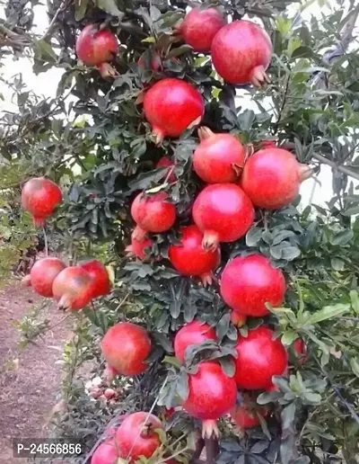 Pomegranate, Annar, Anar - Plant