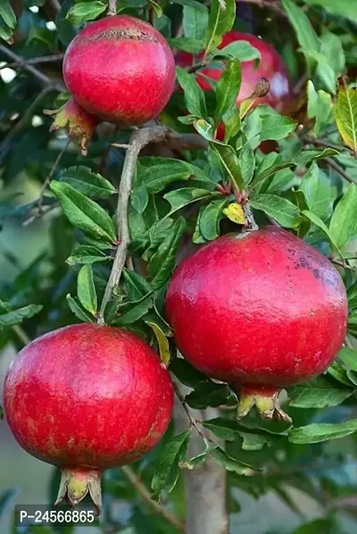 Super Red Bhagwa Anar Hybrid Pomegranate, Bedana Live Plant Original Variety