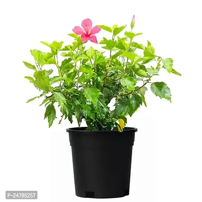 Hibiscus Pink Hybrid All Time Flowering Live Plant-thumb0