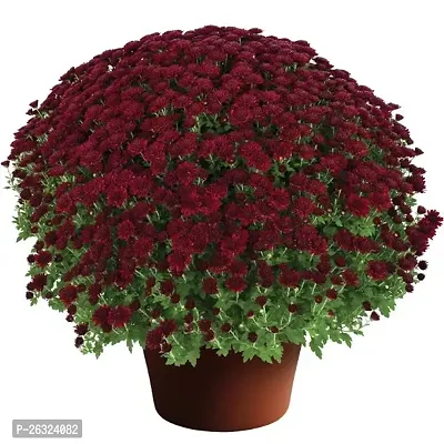 Chandramallika/Chrysanthemum/Flower Live Plant, Healthy Chandramallika Flower Plante For Home Garden, Hybrid, (Pack Of 1)