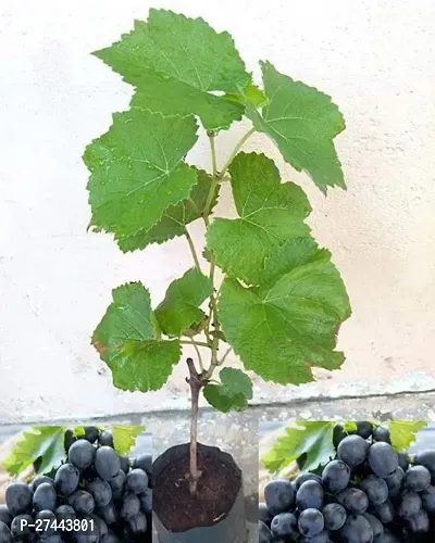 Grapes/Angur Plant