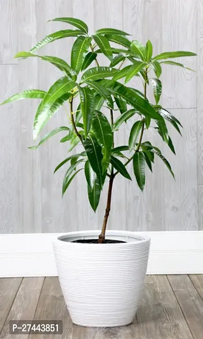 Japanese Miyazaki Mango Plant Grafted (Height - 2-3 Feet) Miyazaki Mango Plant Original Live Fruit Plant-thumb2