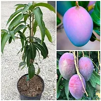 Mango Plant-thumb1