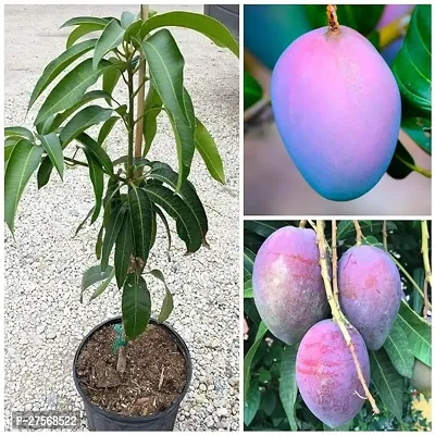 Mango Plant-thumb2