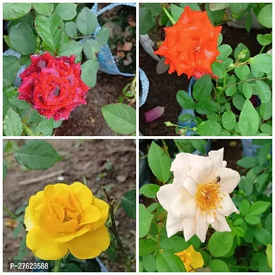 Rose plants live / Rose combo Pack of 4-thumb0